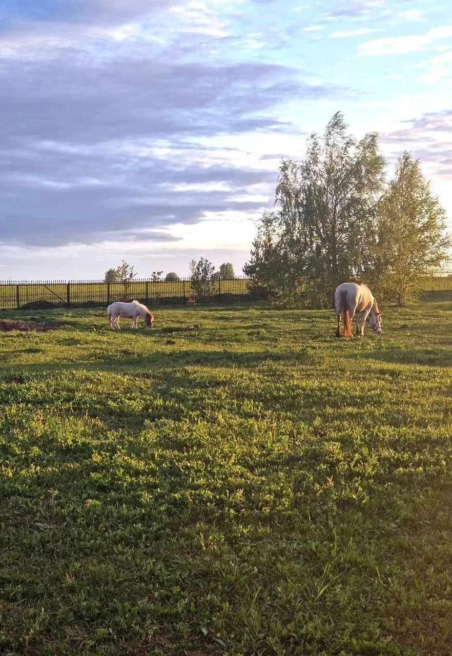Лошадки и пони в Троицком скиту Серафимо-Дивеевского монастыря