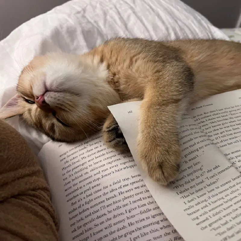 Фестиваль «Веранда “Альпины”» в Ельцин Центре