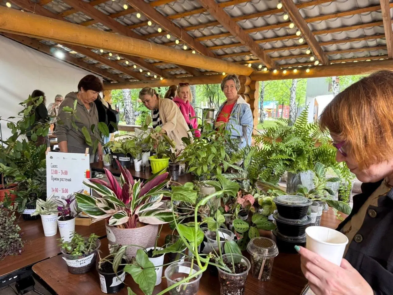 Три куста своп: кусты & книги