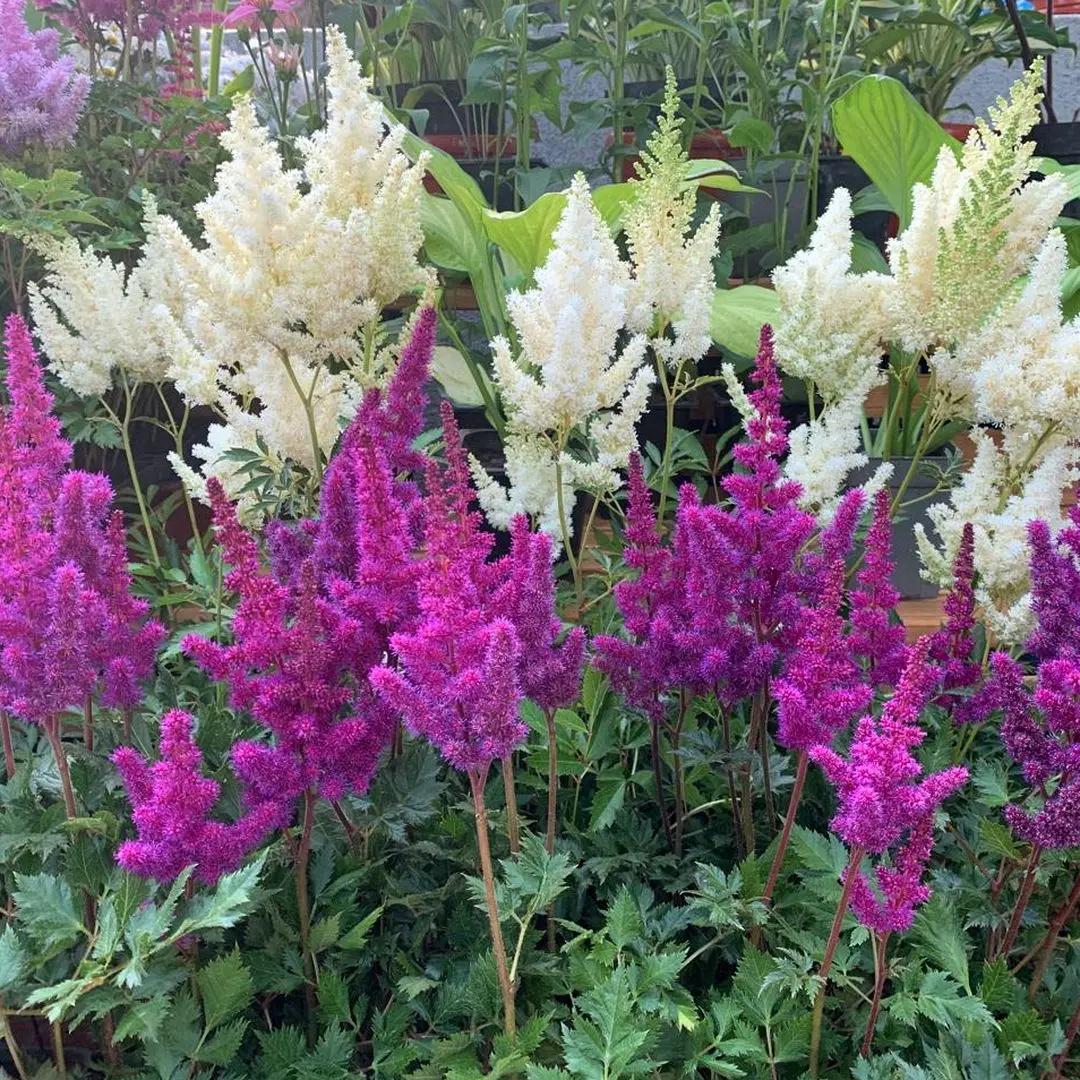 День цветов тенистого сада