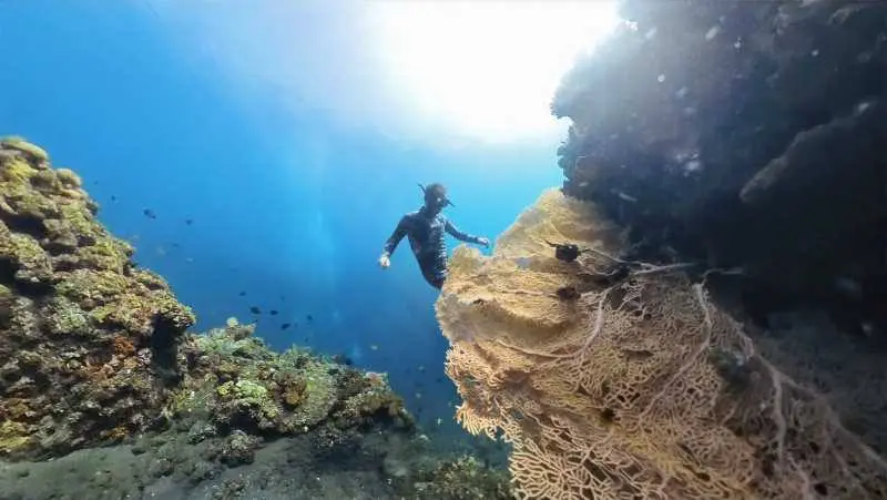 FREEDIVER COURSE – ПОГРУЖЕНИЕ В МИР ФРИДАЙВИНГА