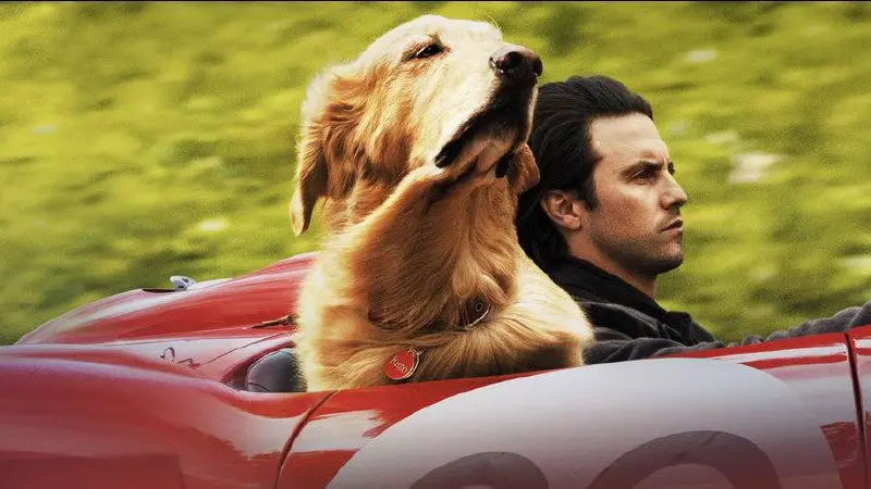 Смотрим кино под открытым небом