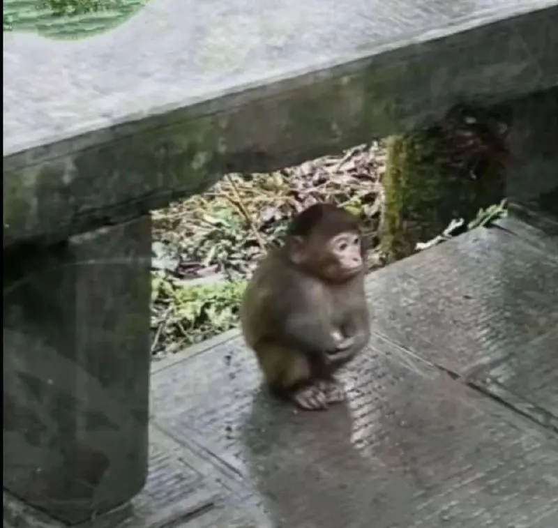 Мафия в Сингере