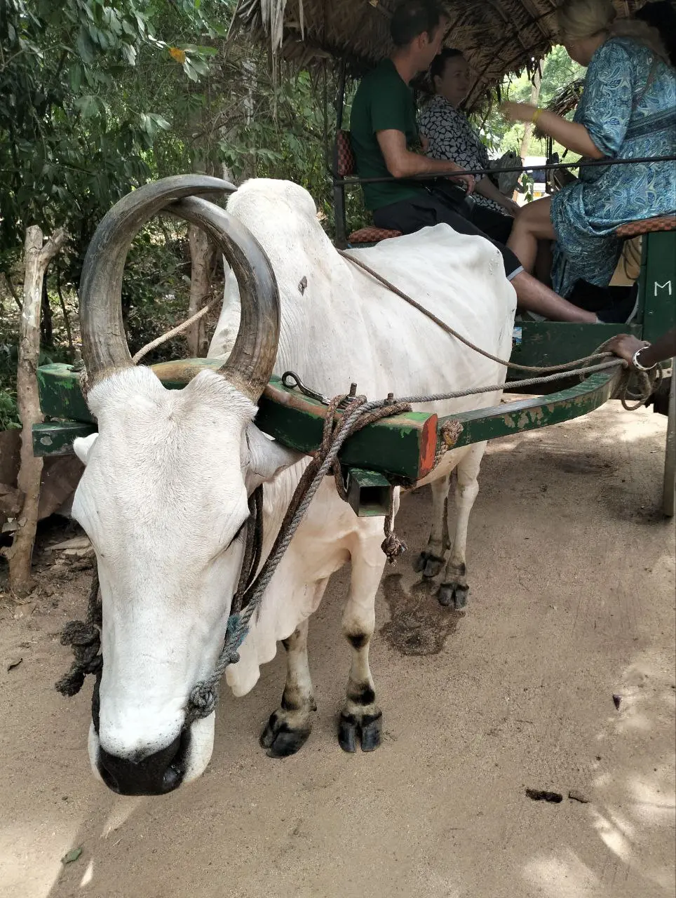 экскурсия "бомба-пушка" от гида Ясера