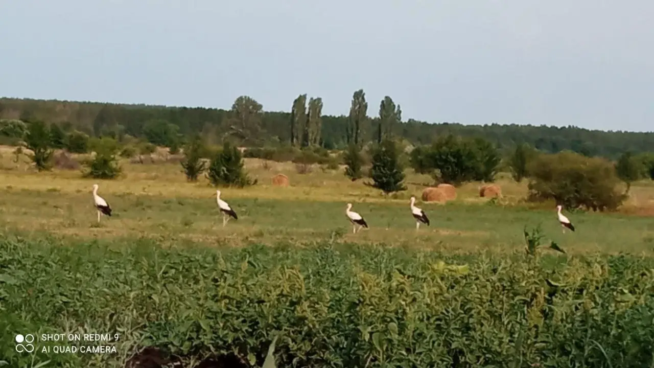 Семья аистов