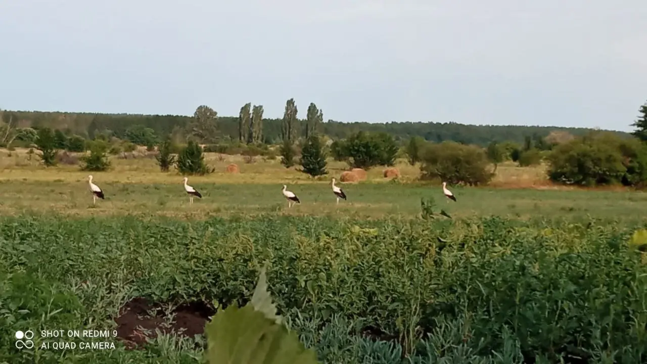 Семья аистов