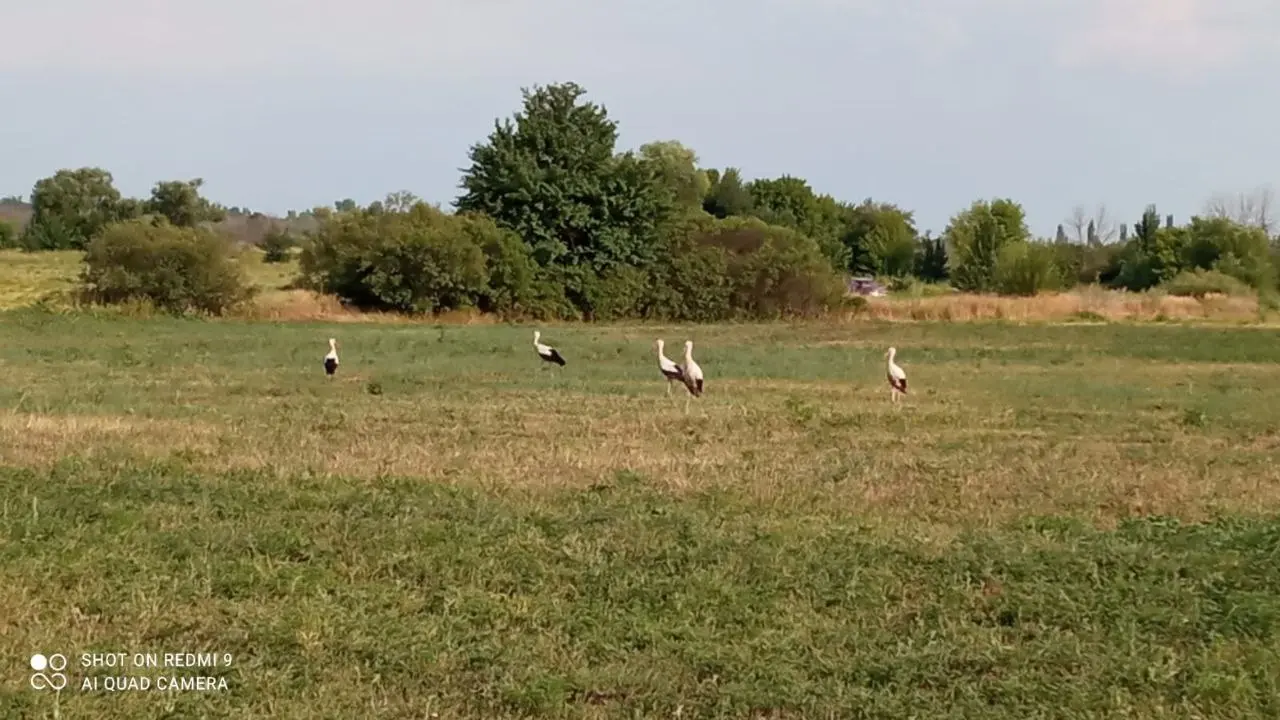 Семья аистов