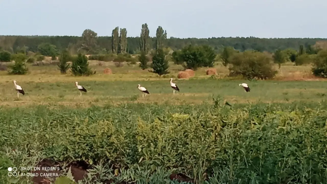 Семья аистов