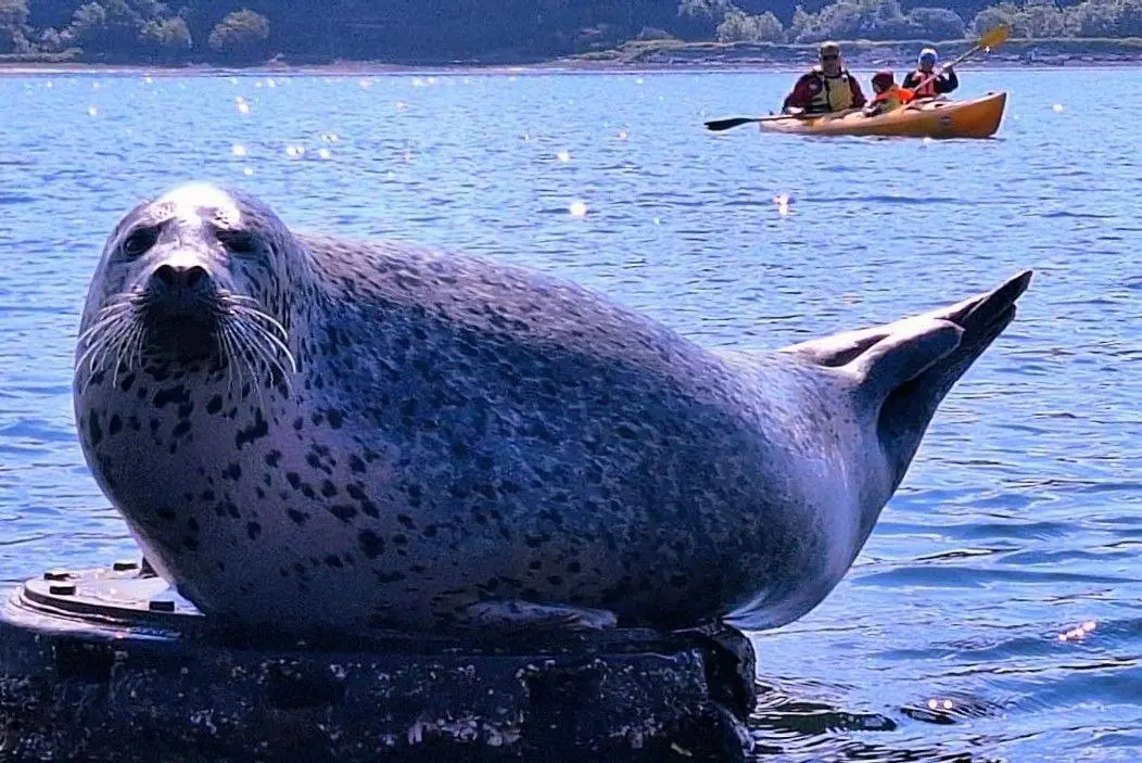 Утреннюю прогулку на каяках 22 июля