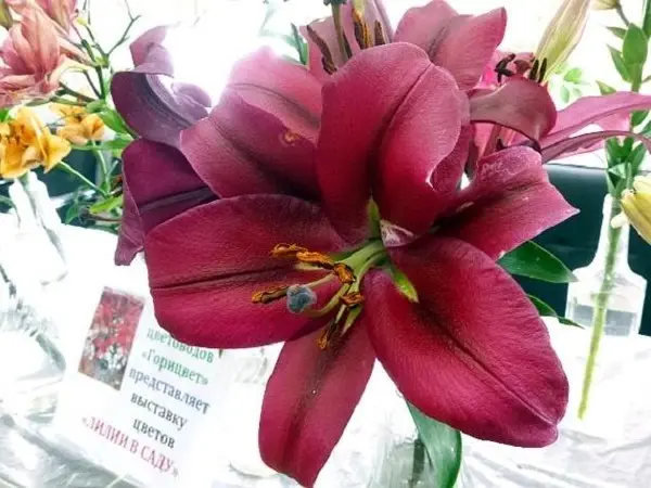 Выставка цветов «Лилии и флоксы 2025»