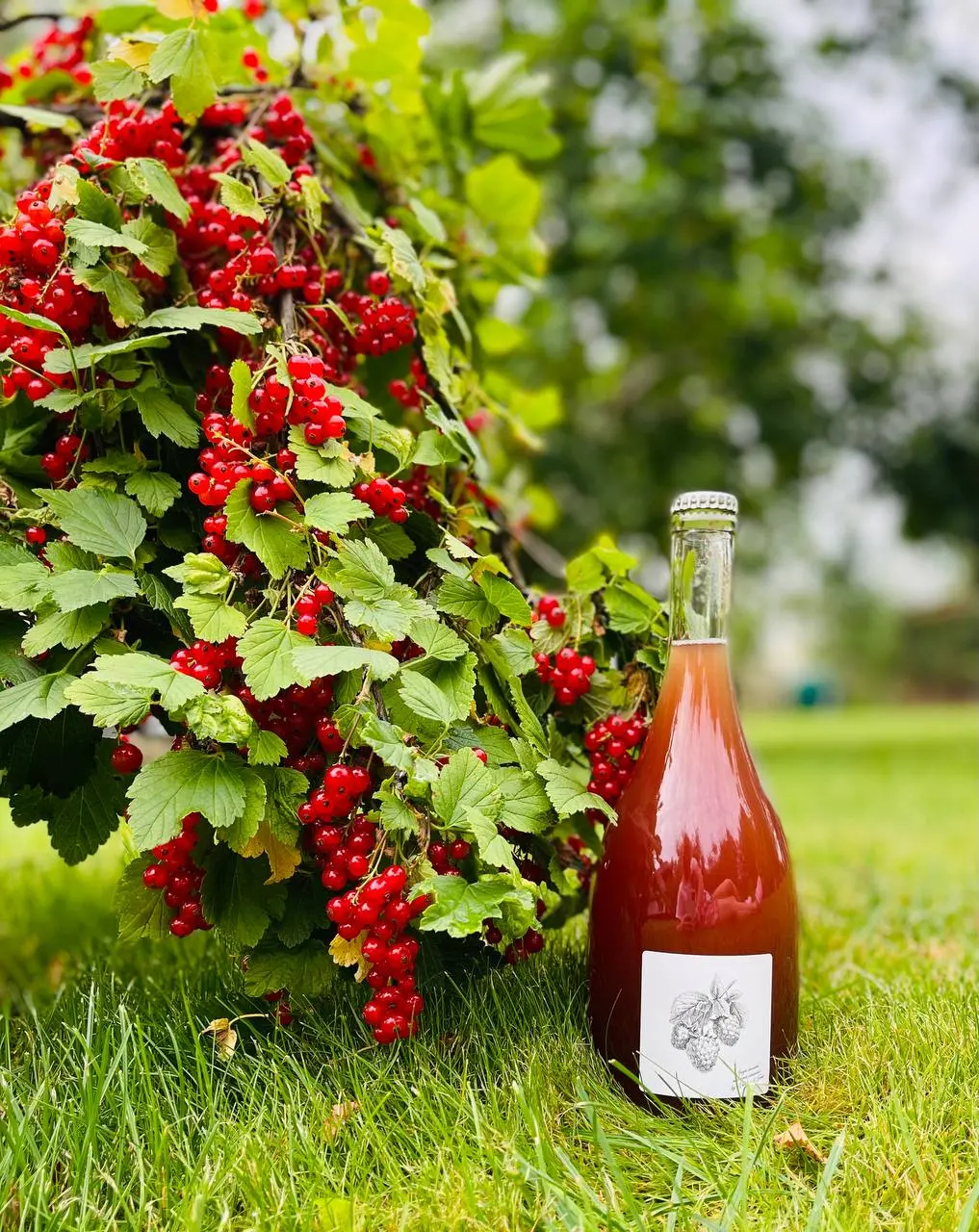 Дегустация-коллаборация «Смородина в тарелке, смородина в бокале»