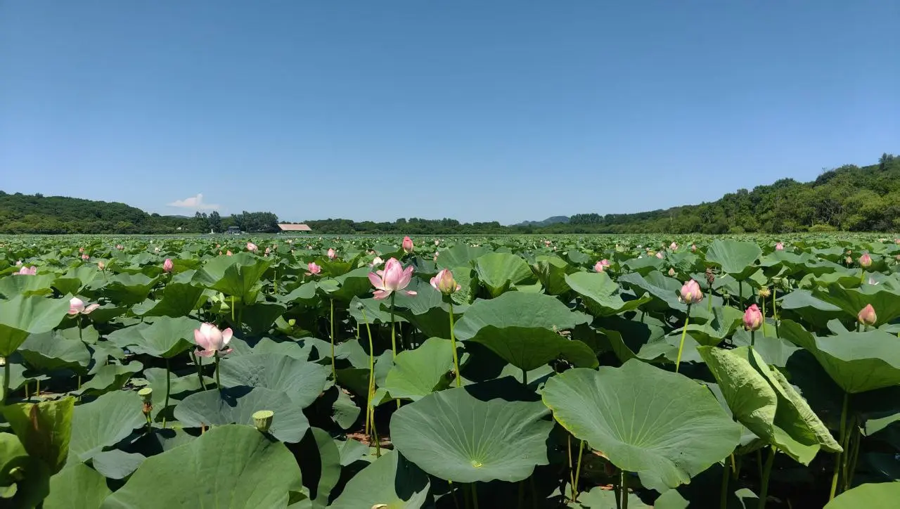 Озеро лотосов и экскурсия на три границы в ХуньЧунь