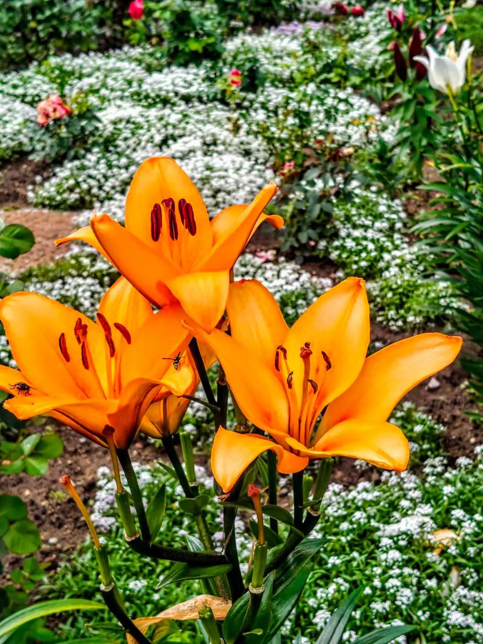 Бесплатное шоу в парках Москвы