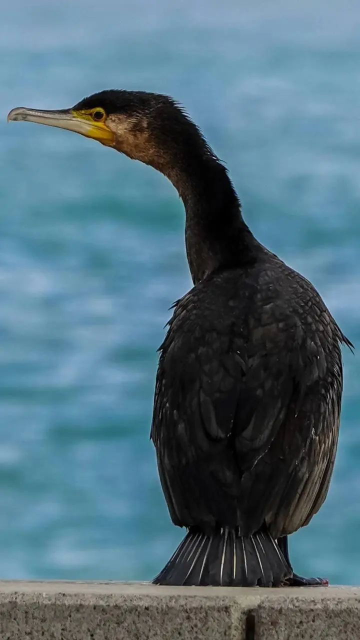 крайняя летняя экскурсия по птичкам