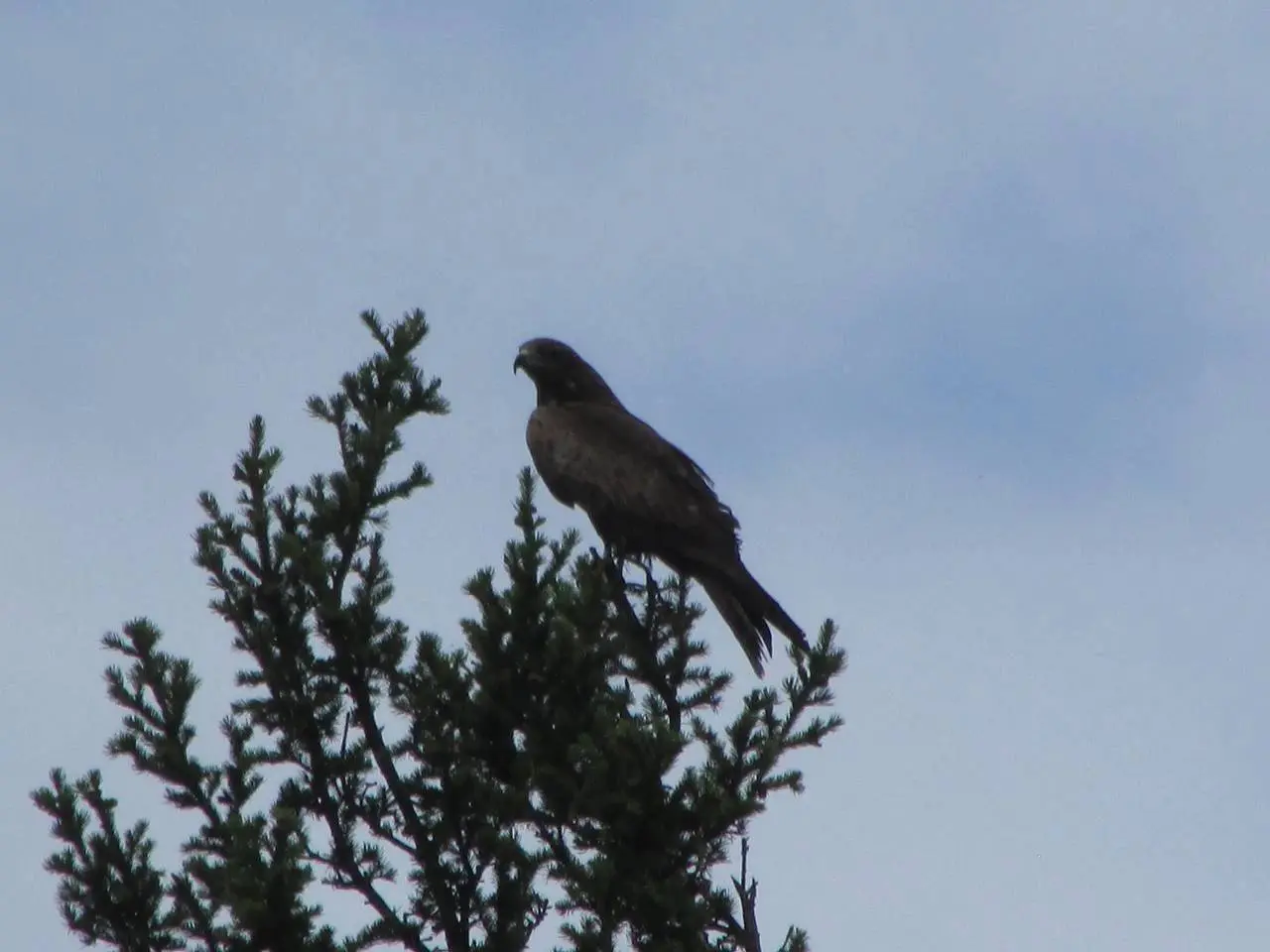 крайняя летняя экскурсия по птичкам