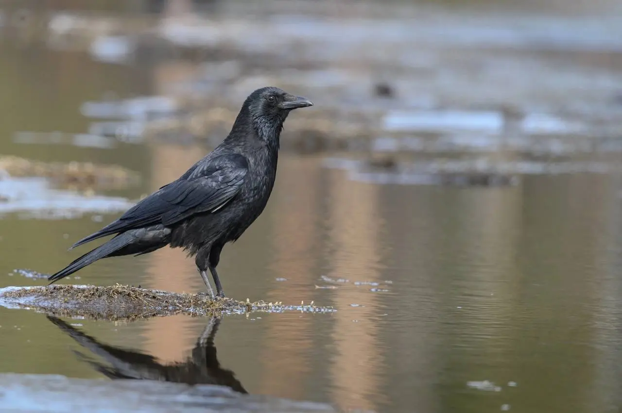 крайняя летняя экскурсия по птичкам