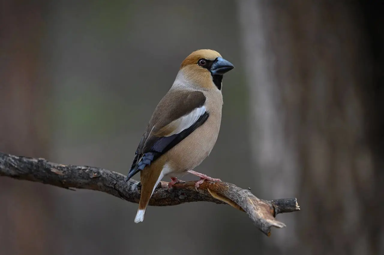 крайняя летняя экскурсия по птичкам