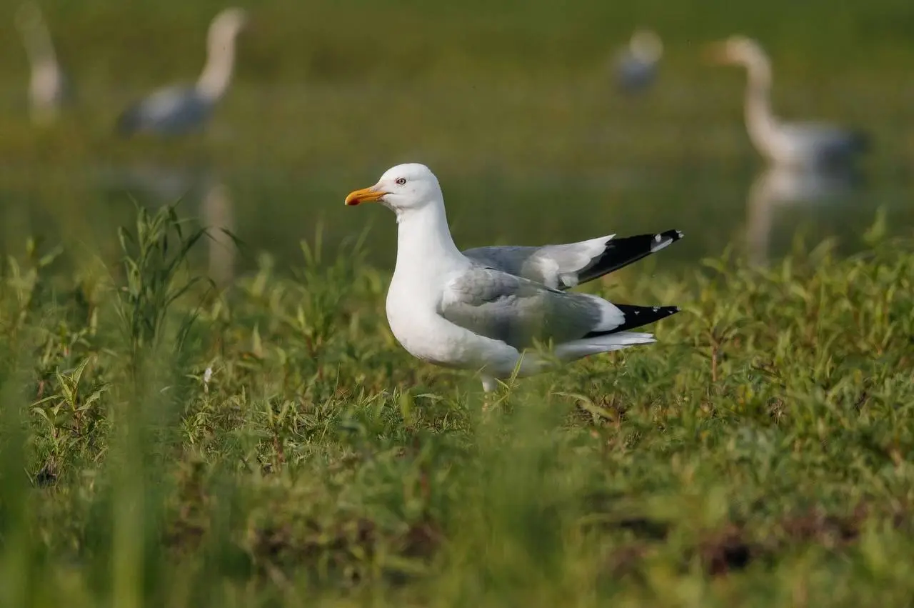 крайняя летняя экскурсия по птичкам