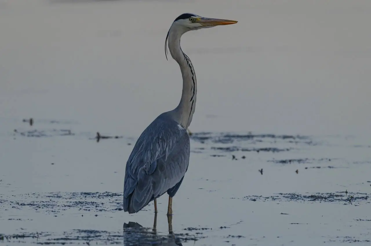 крайняя летняя экскурсия по птичкам