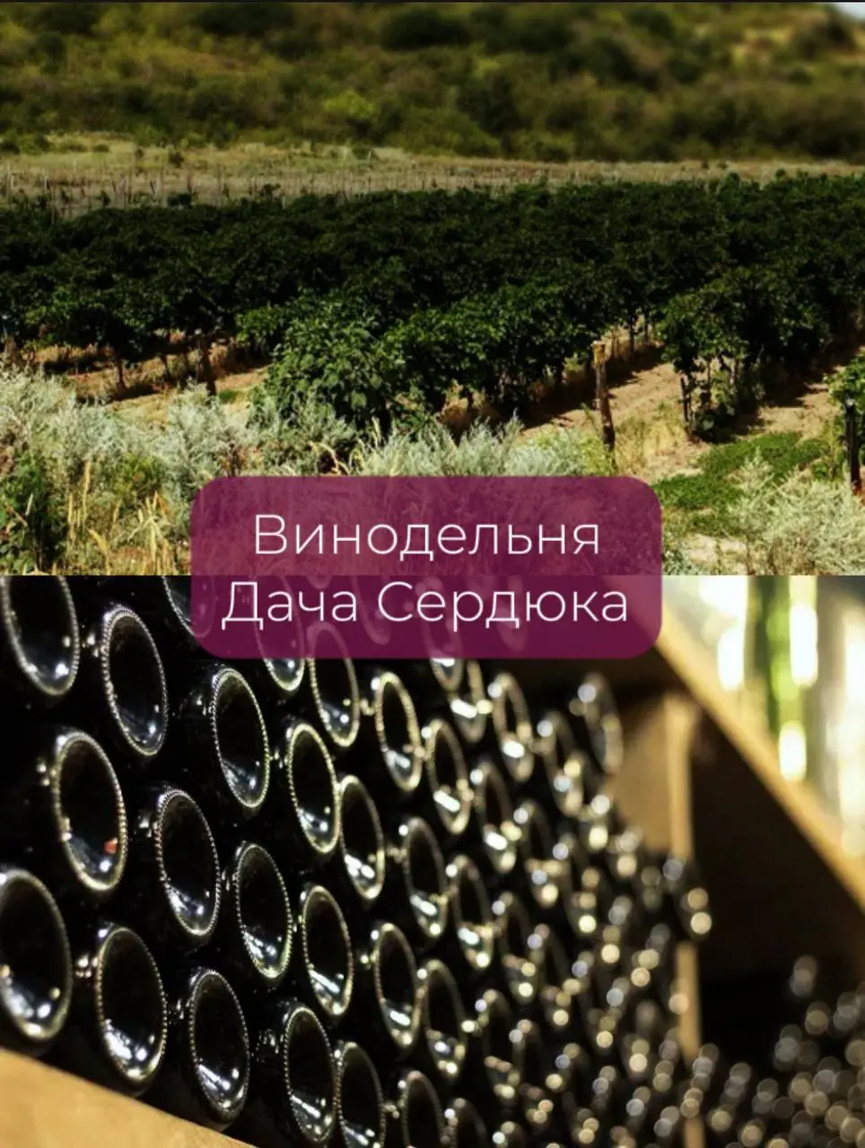 винный эногастротур Ростов Тихий Дон