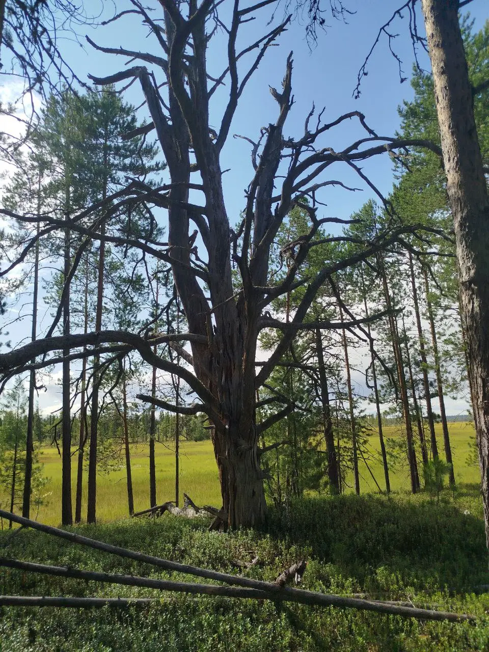 Отправляемся в уникальное путешествие на стойбище Тарлиных