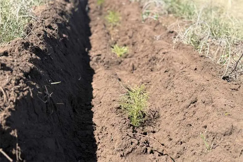 О комплексе мероприятий по поддержанию здоровья оренбургских лесов расскажали в госпабликах Правительства Оренбуржья