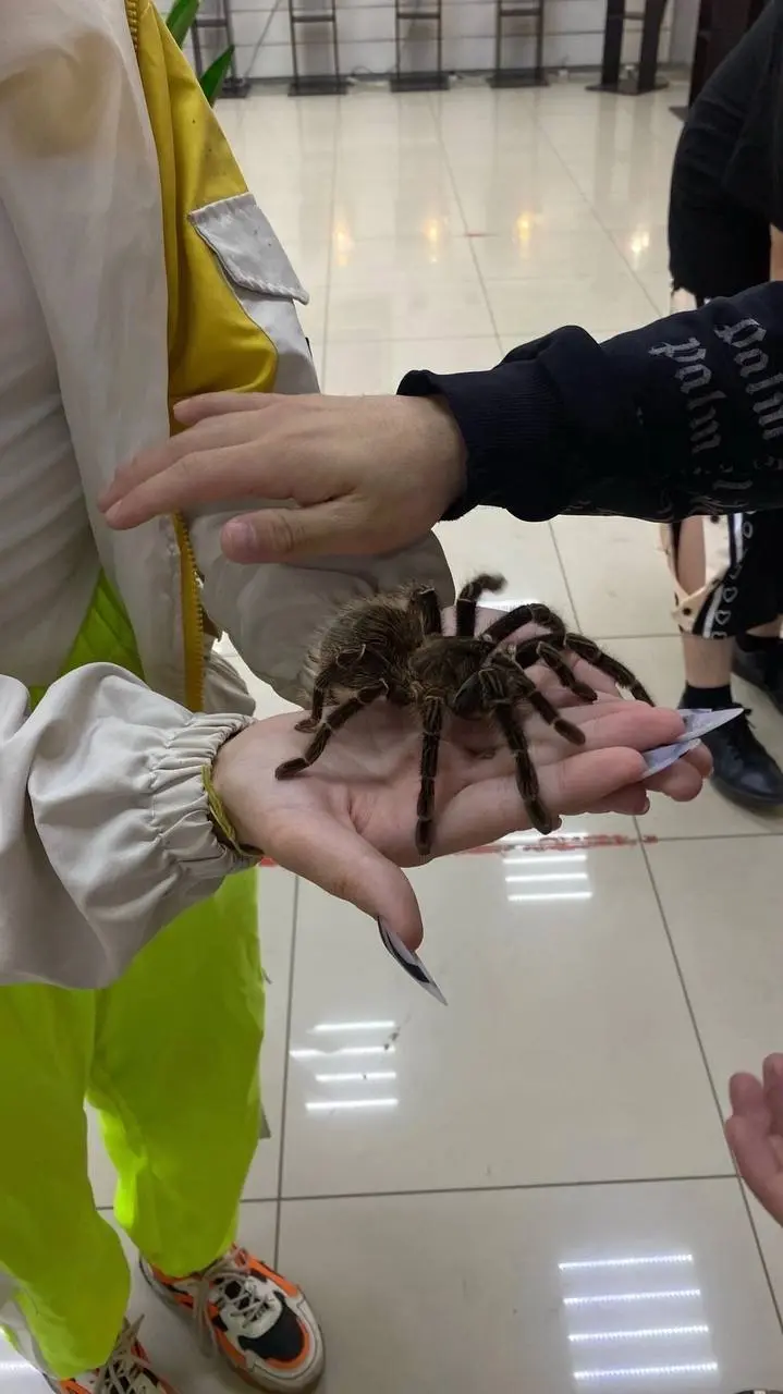 Благовещенск! Выставка экзотических животных