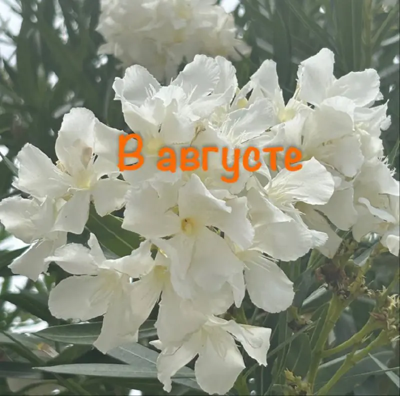 Мероприятия в августе 2025