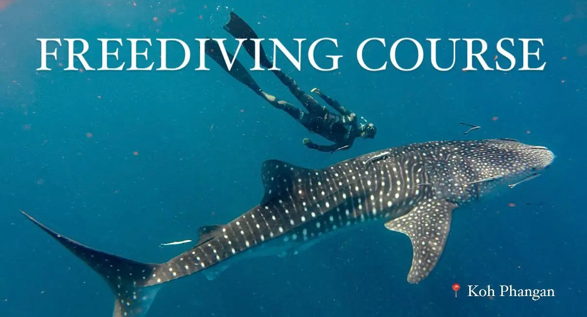 Обучение фридайвингу на Пангане