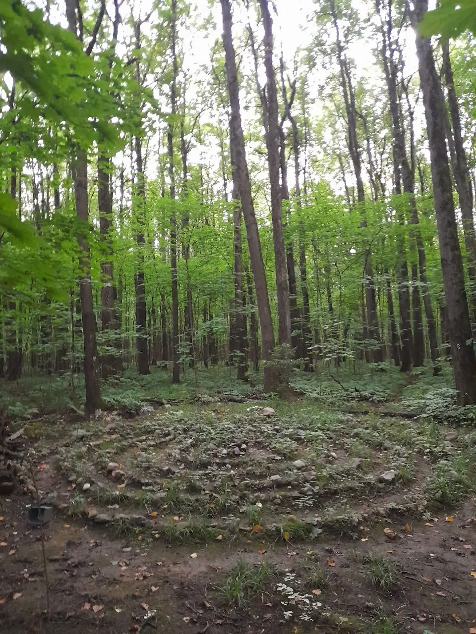 Вечерняя прогулка в центральную часть Битцевского леса и загадочный лабиринт