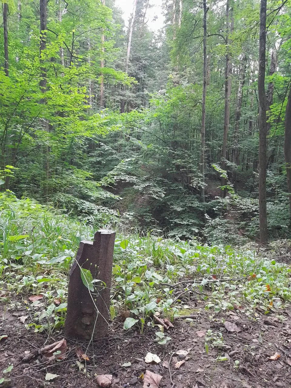 Вечерняя прогулка в центральную часть Битцевского леса и загадочный лабиринт