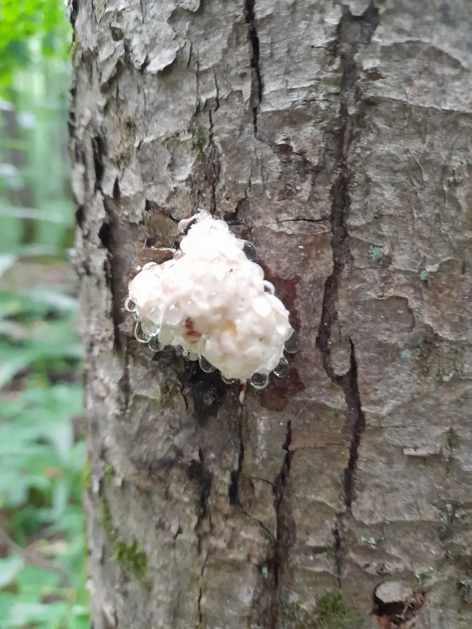 Вечерняя прогулка в центральную часть Битцевского леса и загадочный лабиринт