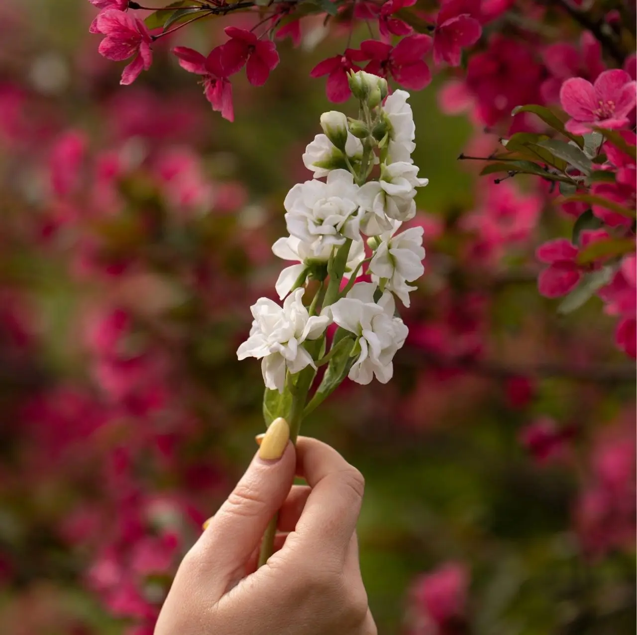 Маттиола из холодного фарфора