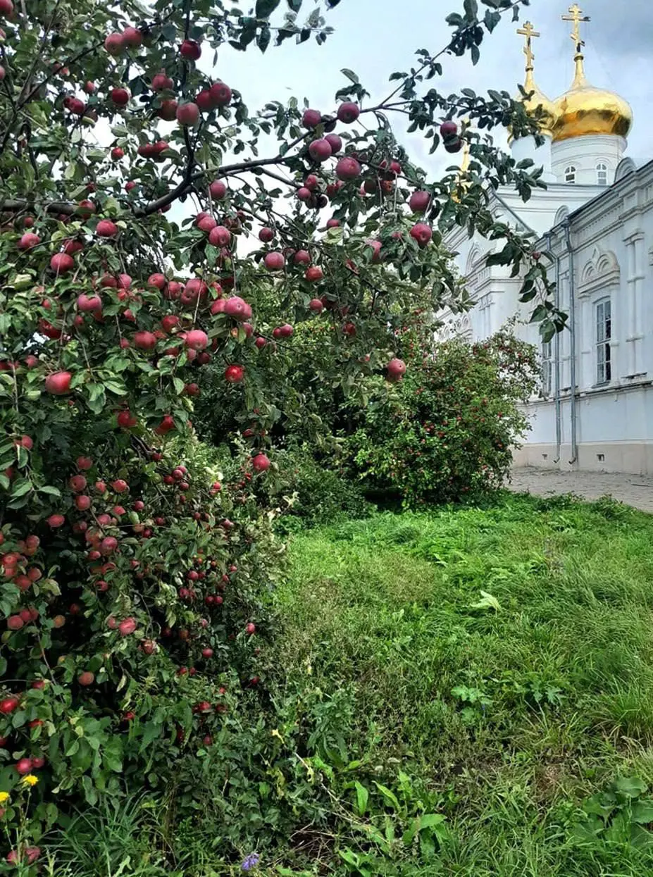 Сбор яблочного урожая в Дивеево