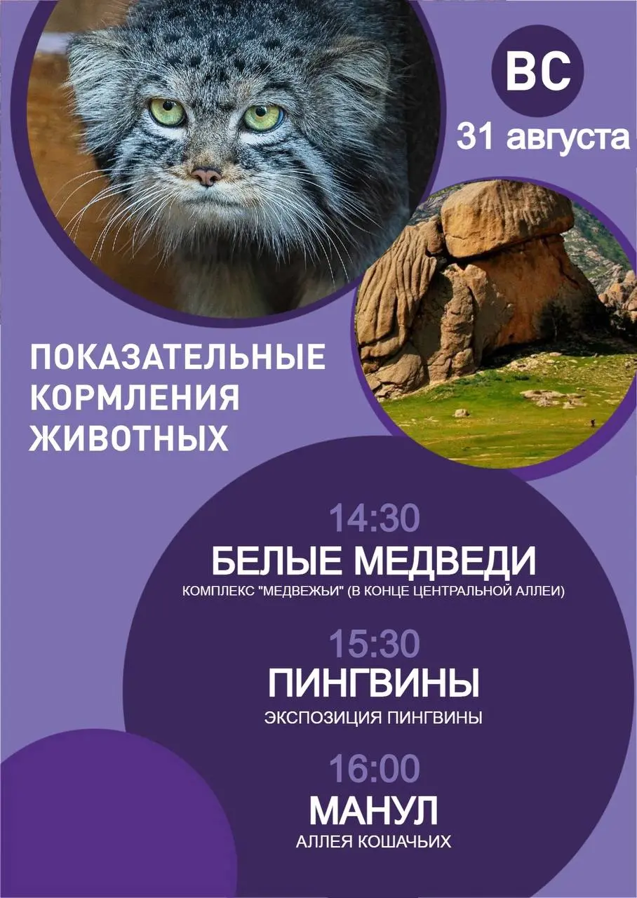 Расписание мероприятий и показательных кормлений на предстоящие выходные