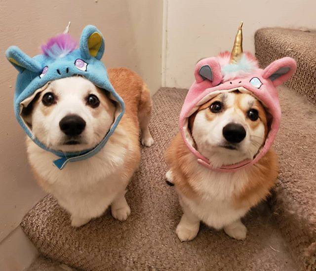 Корги-вечеринка и волшебный квест