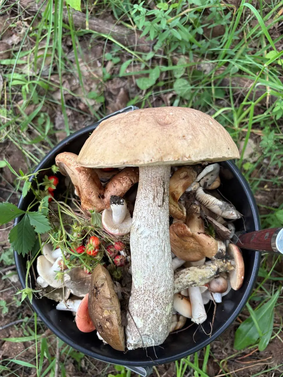 Новост00турызма: Грибной сезон