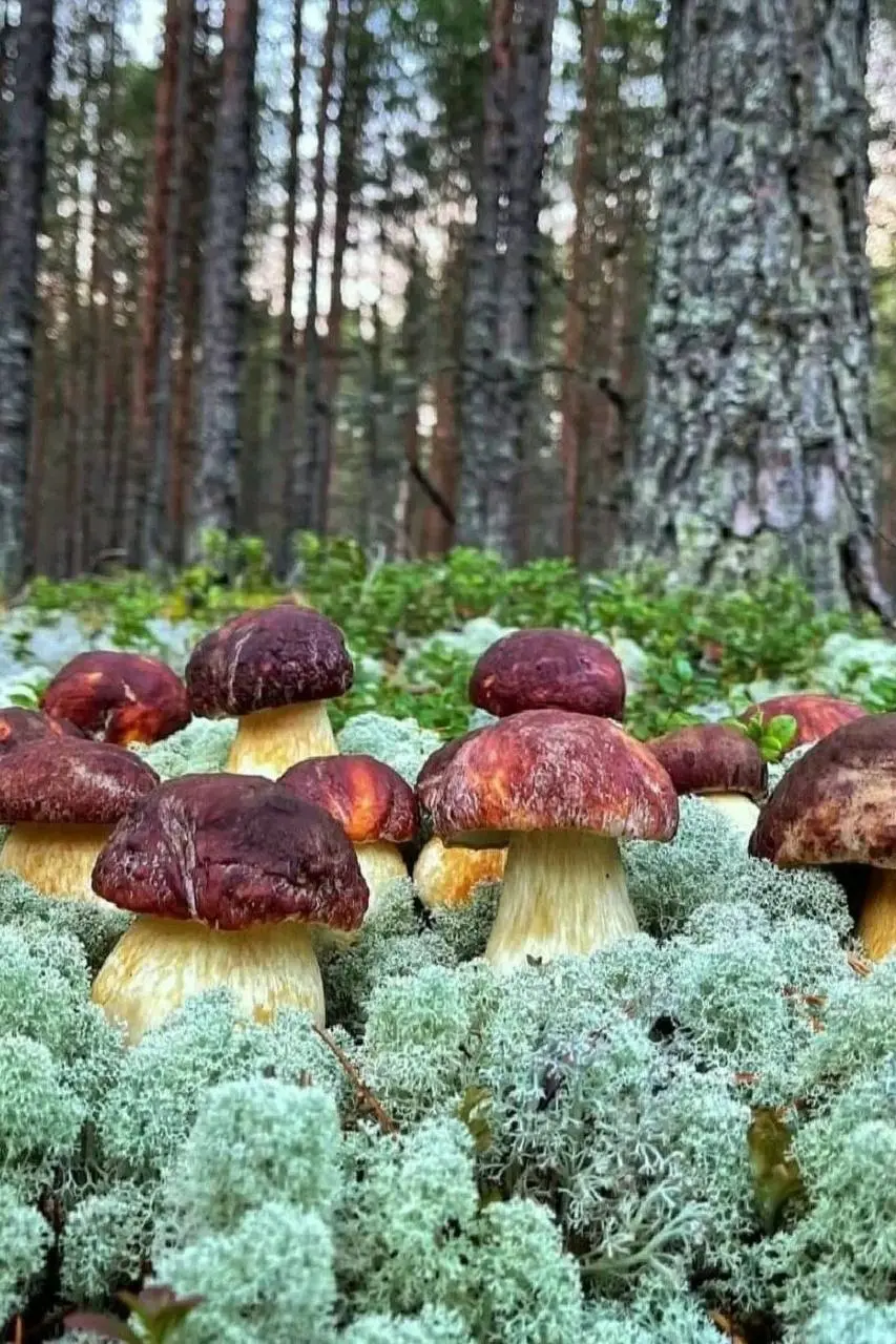 Новост00турызма: Грибной сезон