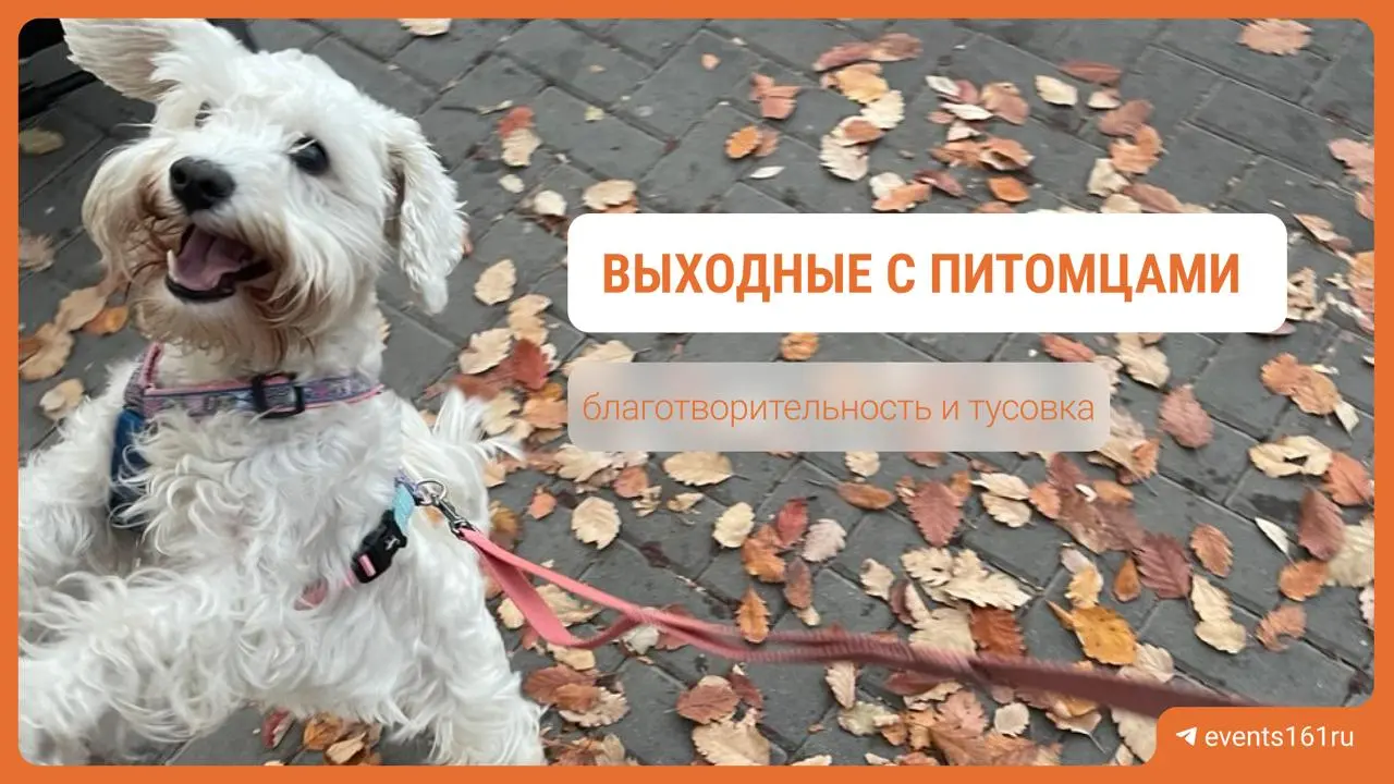 DOG+ART Pop Up и традиционный сбор собак в Шруме
