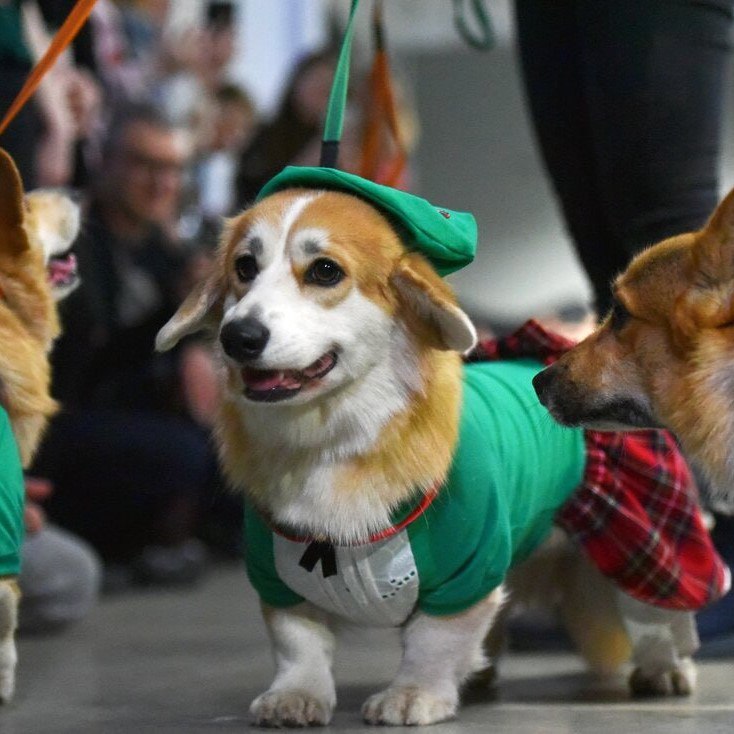 Корги-вечеринка и волшебный квест для детей и их родителей