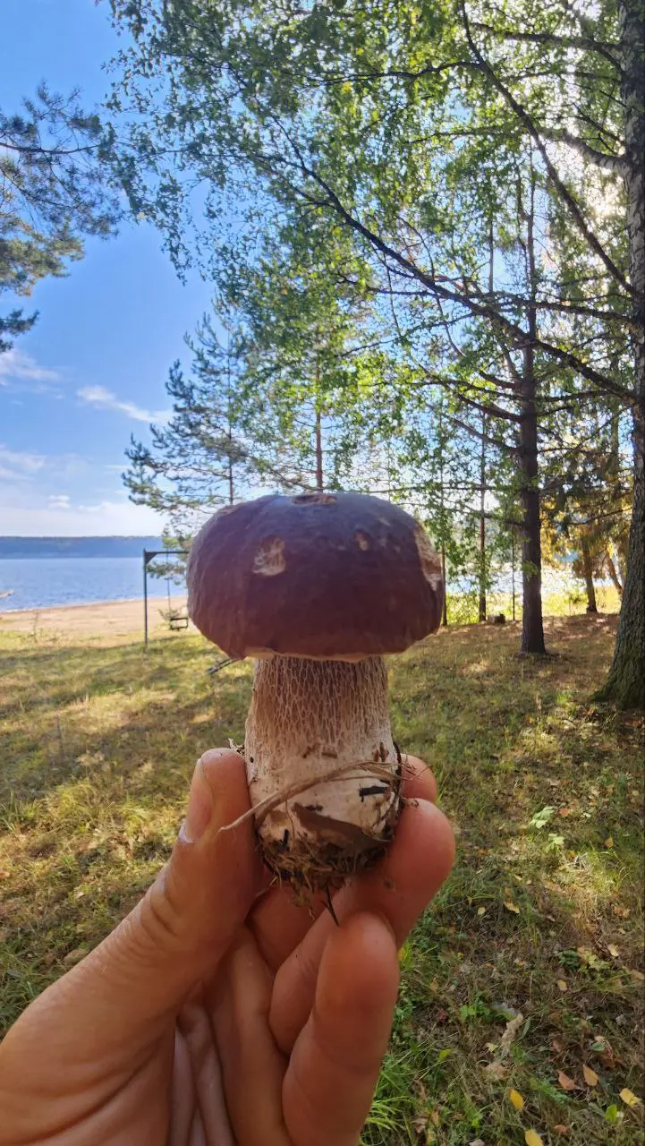 Грибной тур под парусом