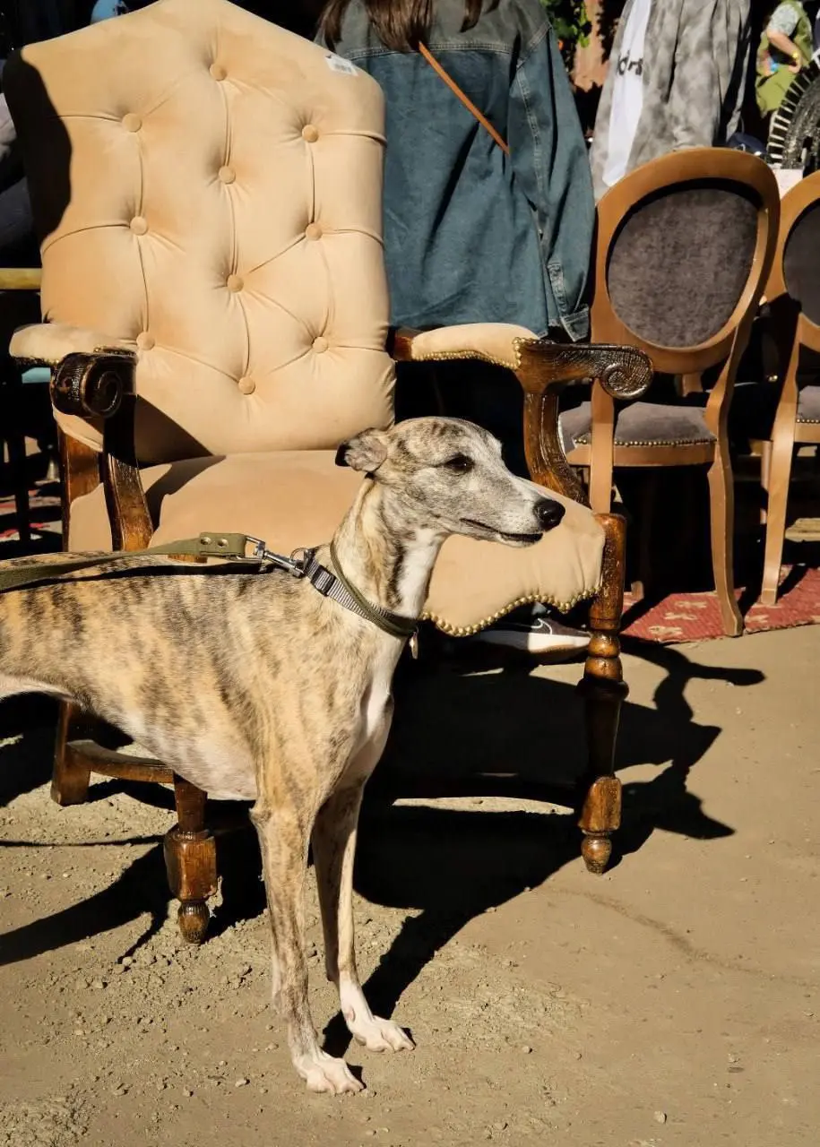 Гараж-сейл FChairs на Даниловском рынке