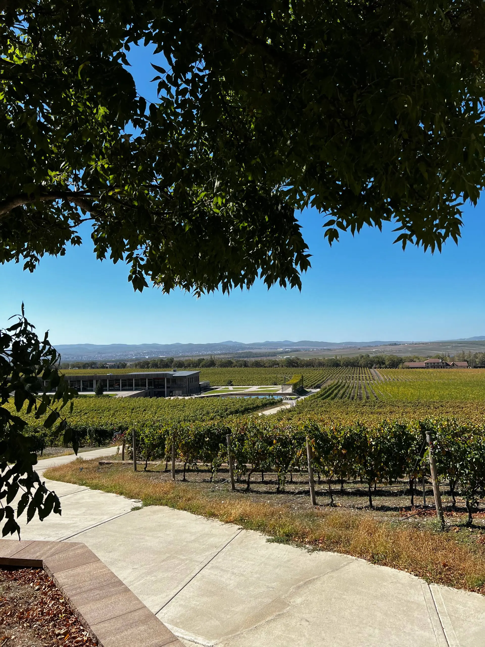 ПО ВИНОДЕЛЬНЯМ АНАПЫ И ТАМАНИ! Бархатный сентябрь с Any Wine