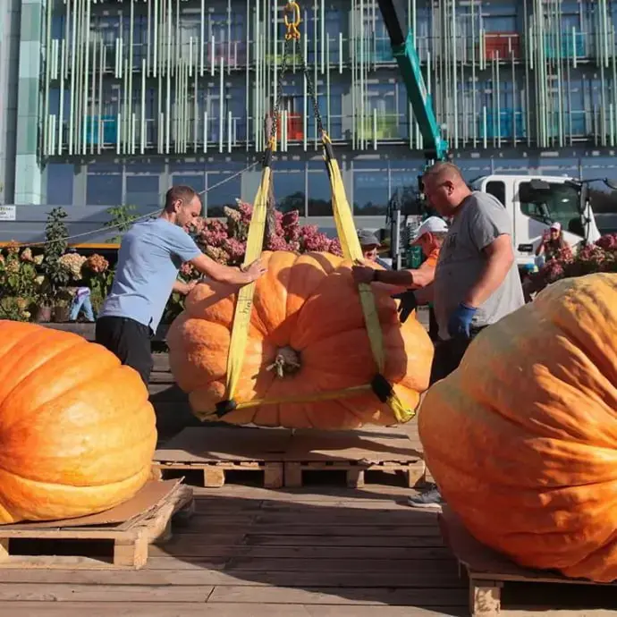 ОВОЩИ-ГИГАНТЫ