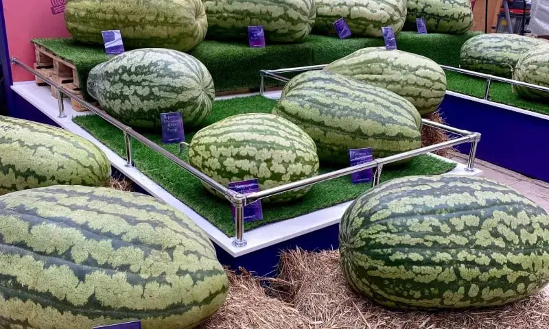 ОВОЩИ-ГИГАНТЫ