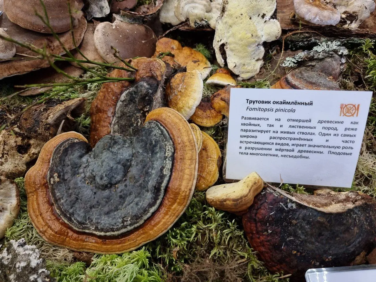 Планета грибов