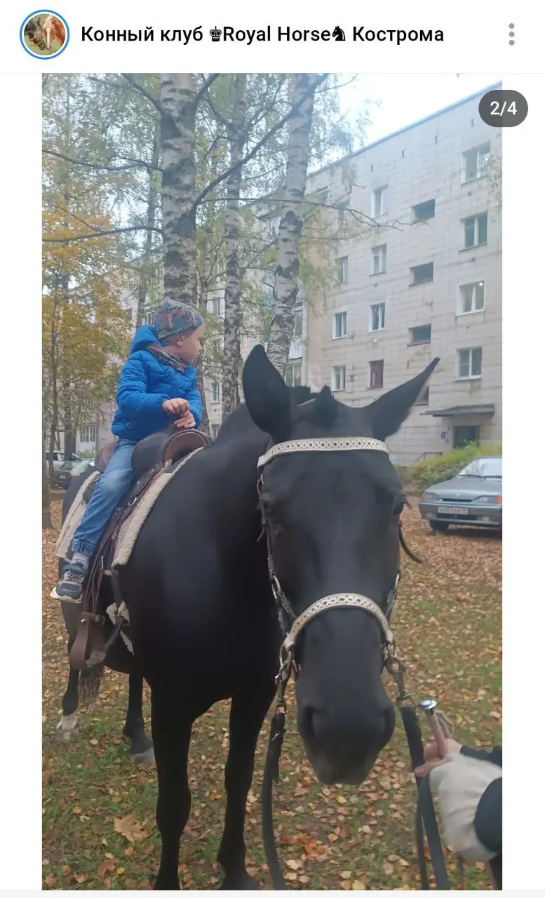 Малышково — катание на лошадях и сбор средств