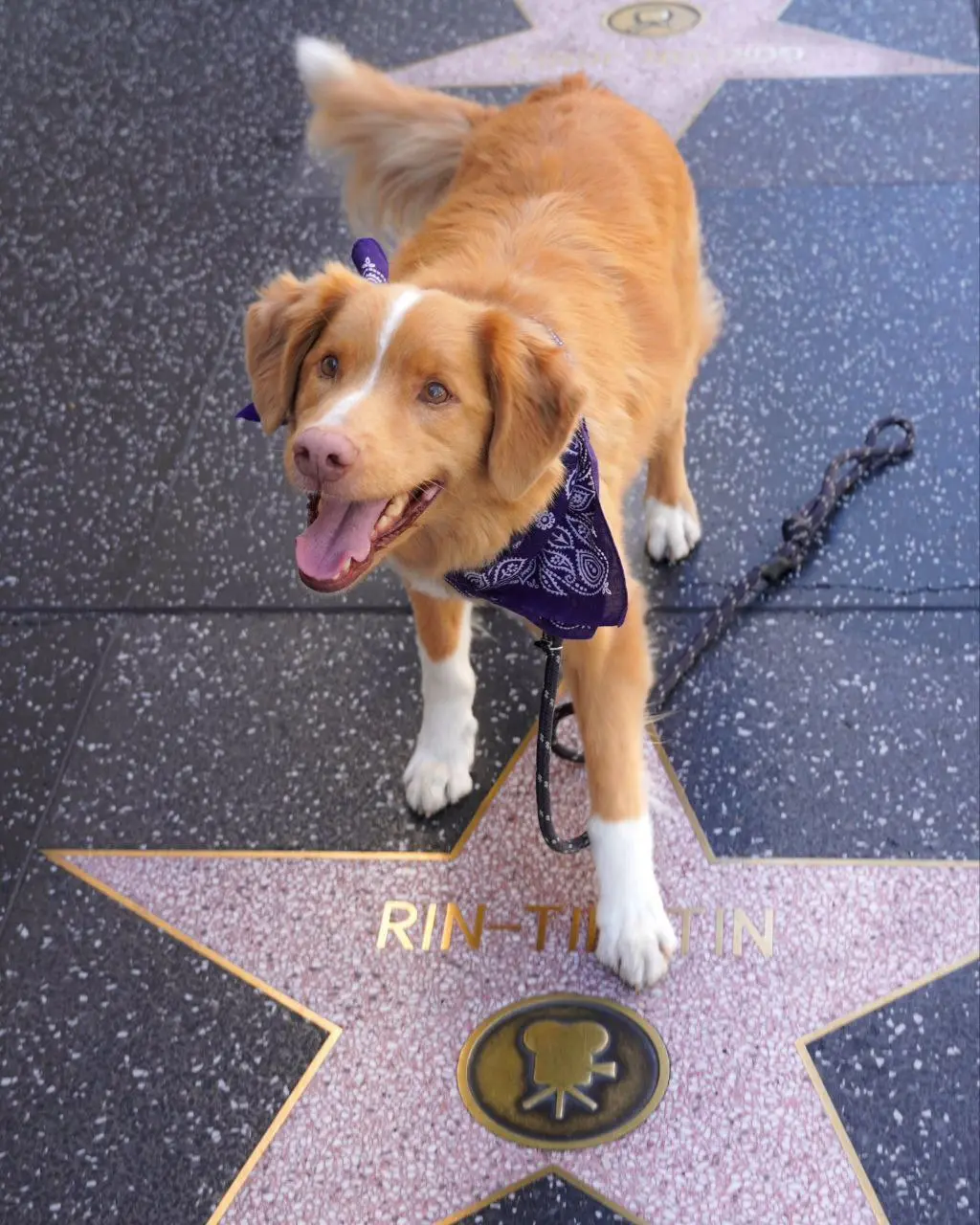 Звезда хоррора Глазами пса "Хороший мальчик" - пëс Инди на премьере своего фильма.