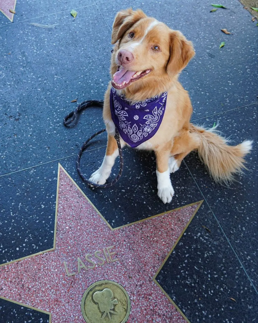Звезда хоррора Глазами пса "Хороший мальчик" - пëс Инди на премьере своего фильма.