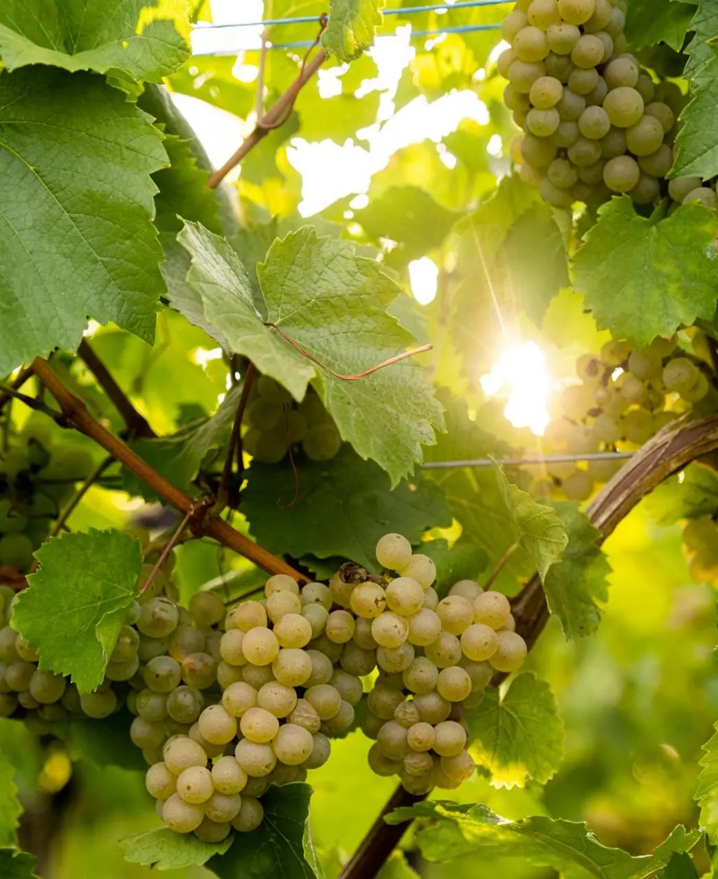 ODIN - BELOY, DLYUROY - SERYI